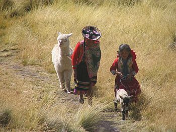 Indigena-Mädchen mit Alpaka