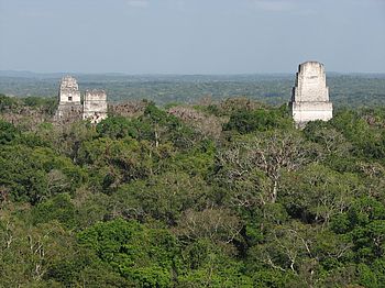 Dschungel Tikal