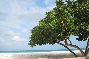 DiviDivi Baum Aruba