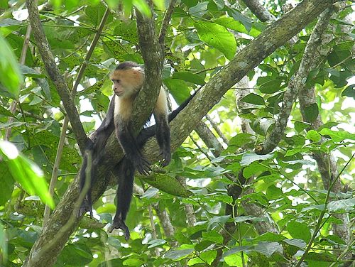 Affe in den Bäumen des im Los Guatuzos Naturreservates in Nicaragua