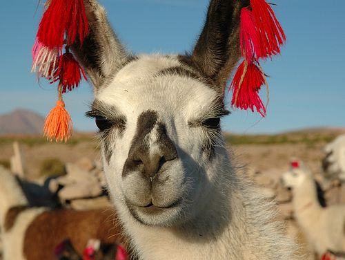 Lama in der Atacama-Wüste