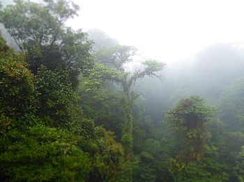 Nebelwald von Monteverde