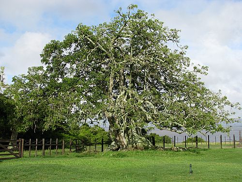 Ein bekannter Ombu Baum
