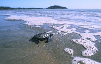 Schildkröte auf dem Weg ins Meer