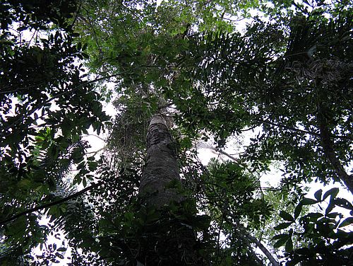 Baumkronen im Madidi-Nationalpark